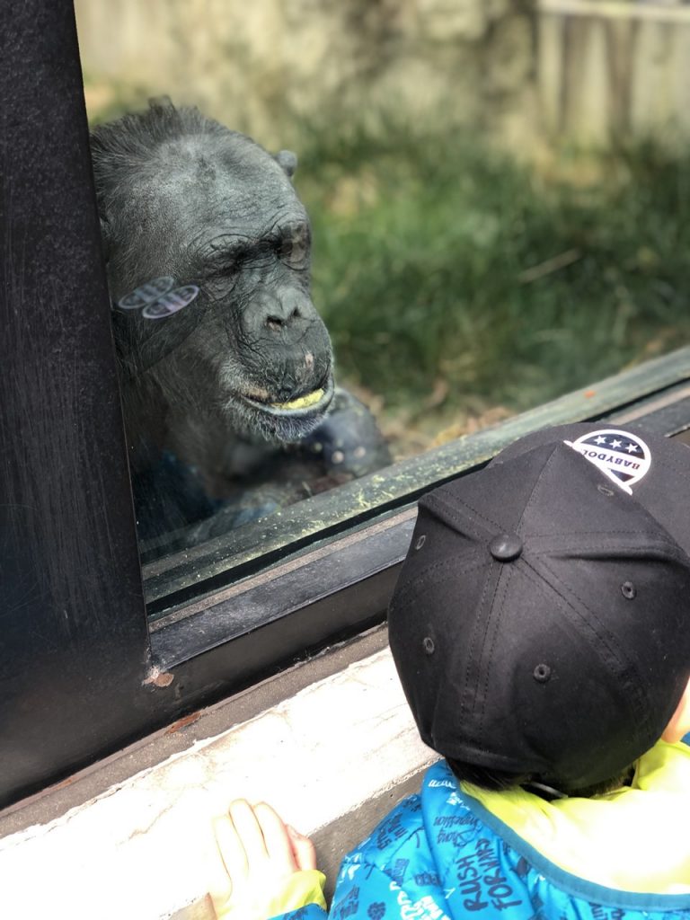 広島市安佐動物公園のチンパンジー